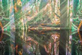 forêt projection reflets