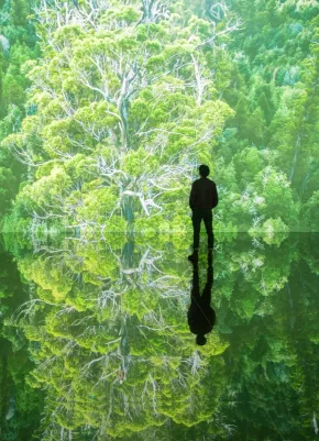 silhouette forêt arbres verts